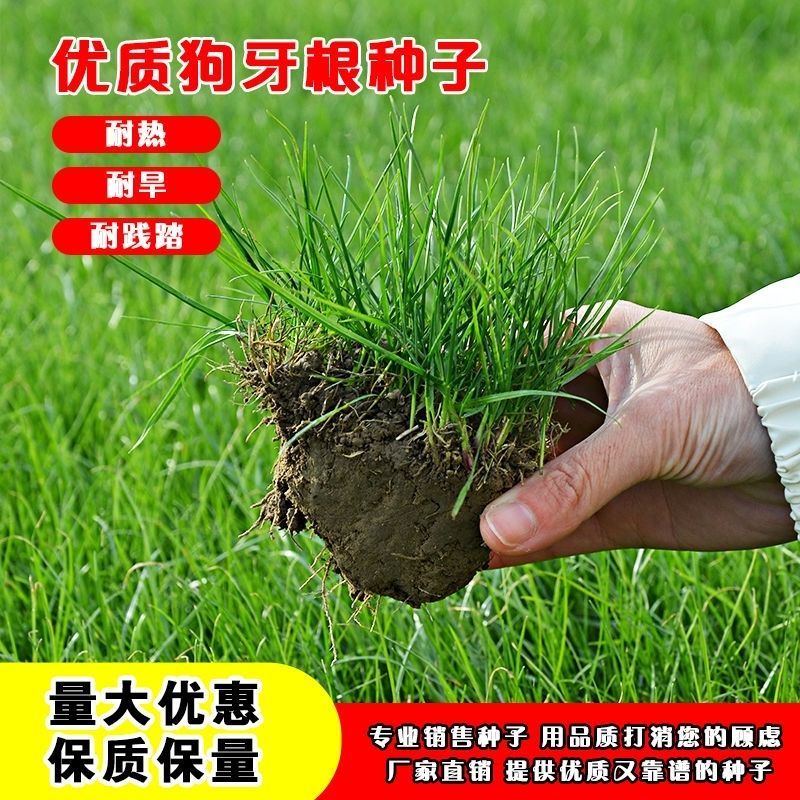 狗牙根护坡绿化草子厂家直销，量大价格美丽