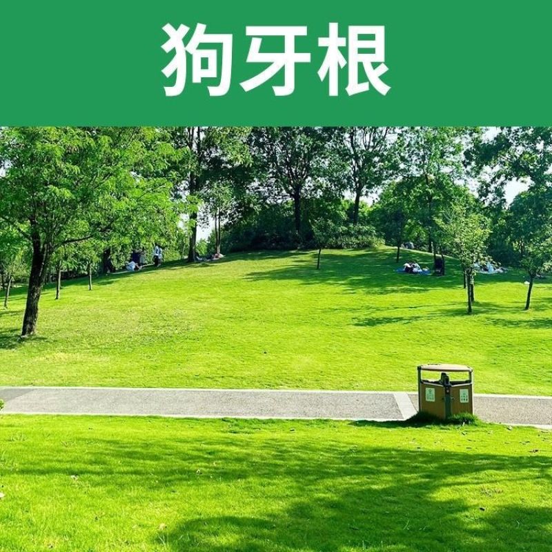 狗牙根护坡绿化草子厂家直销，量大价格美丽