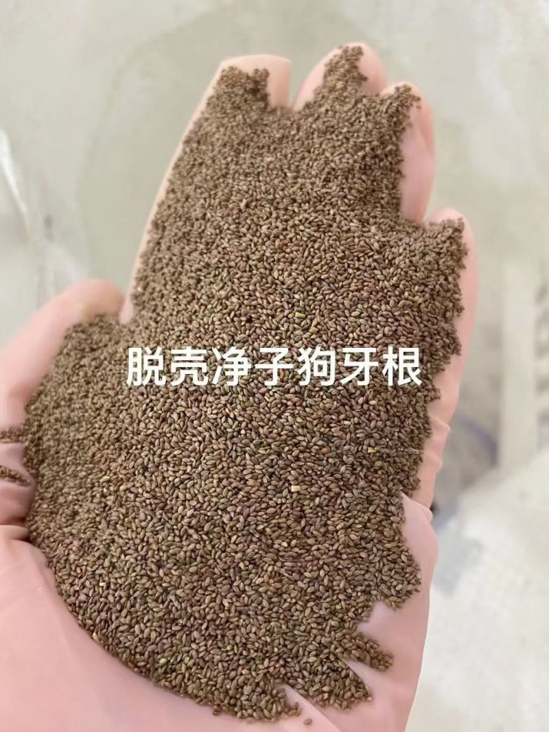 狗牙根护坡绿化草子厂家直销，量大价格美丽