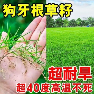 狗牙根护坡绿化草子厂家直销，量大价格美丽