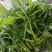 应季空心菜新鲜蔬菜深圳地区自有农场种植