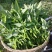 应季空心菜新鲜蔬菜深圳地区自有农场种植