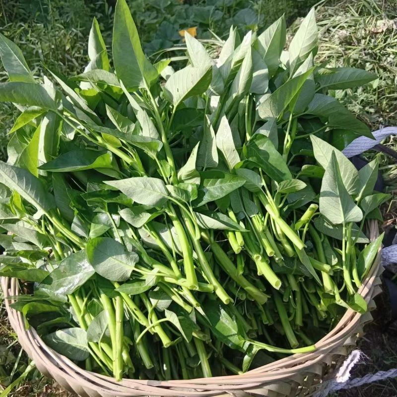 应季空心菜新鲜蔬菜深圳地区自有农场种植