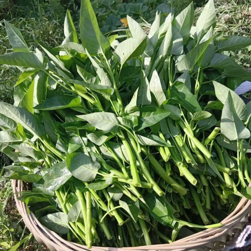 应季空心菜新鲜蔬菜深圳地区自有农场种植