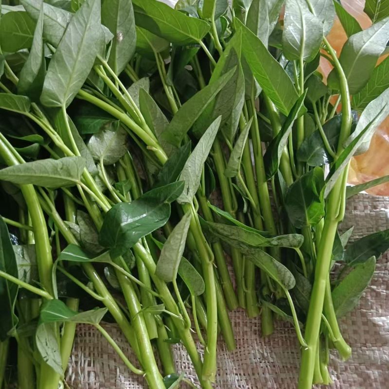 应季空心菜新鲜蔬菜深圳地区自有农场种植