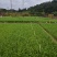 应季空心菜新鲜蔬菜深圳地区自有农场种植
