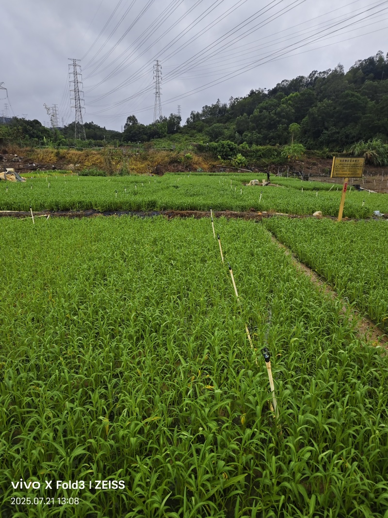 应季空心菜新鲜蔬菜深圳地区自有农场种植