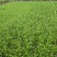 应季空心菜新鲜蔬菜深圳地区自有农场种植