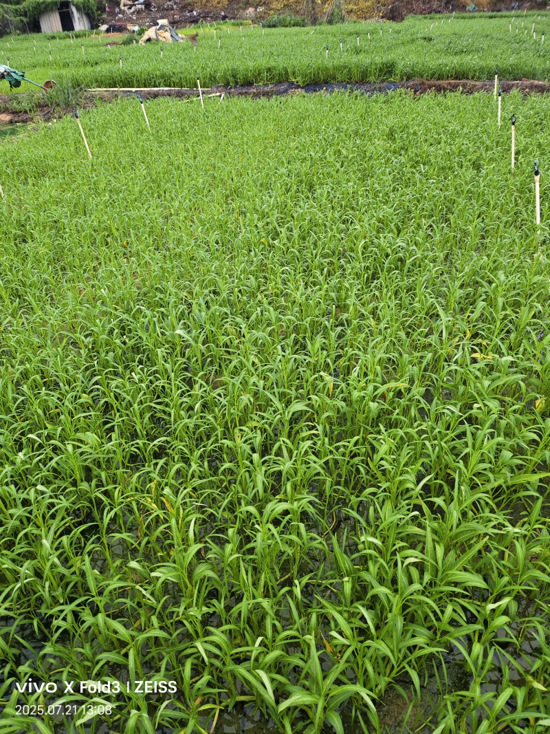 应季空心菜新鲜蔬菜深圳地区自有农场种植