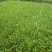 应季空心菜新鲜蔬菜深圳地区自有农场种植
