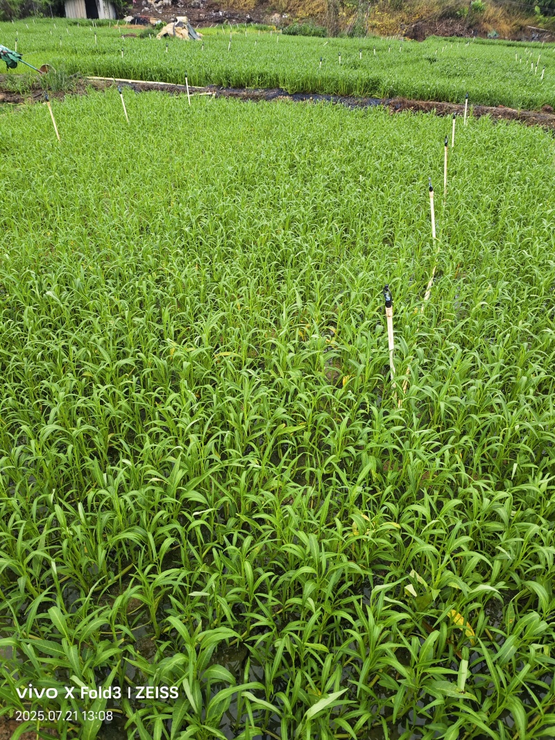应季空心菜新鲜蔬菜深圳地区自有农场种植