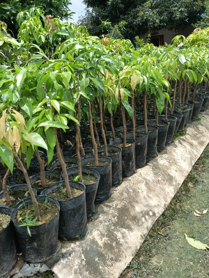 超大金煌芒果苗，基地直接发货，嫁接果大肉甜，死苗补发包活