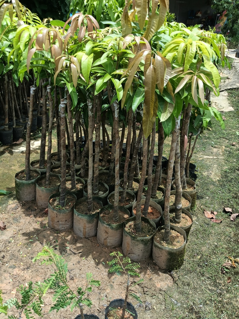 超大金煌芒果苗，基地直接发货，嫁接果大肉甜，死苗补发包活
