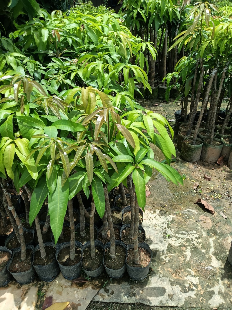 超大金煌芒果苗，基地直接发货，嫁接果大肉甜，死苗补发包活