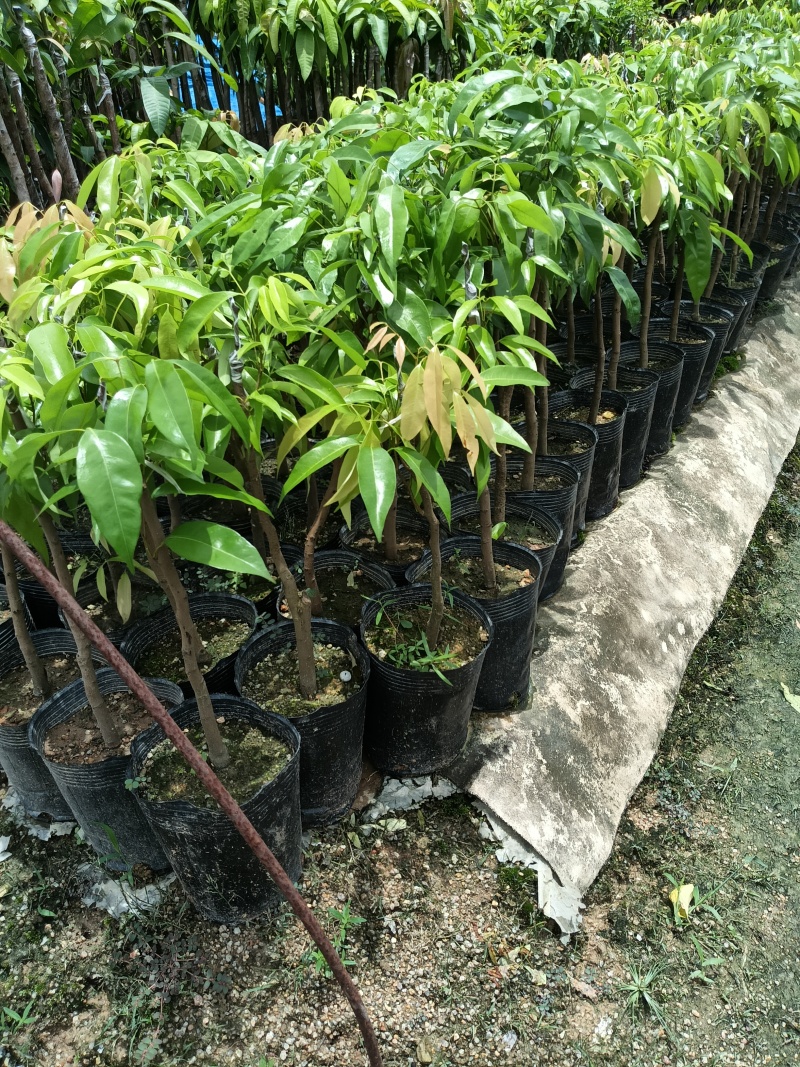 超大金煌芒果苗，基地直接发货，嫁接果大肉甜，死苗补发包活