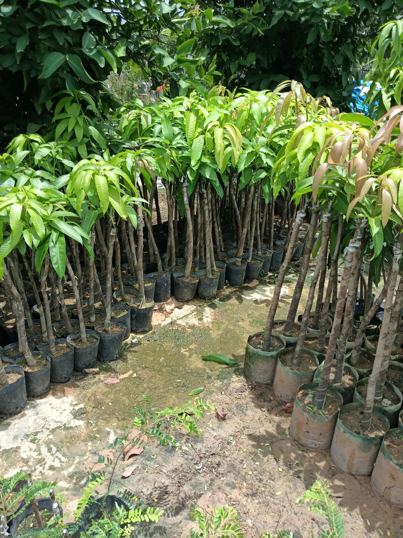 超大金煌芒果苗，基地直接发货，嫁接果大肉甜，死苗补发包活