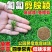 剪股颖种子厂家一手货源批发品质保证价格便宜欢迎咨询