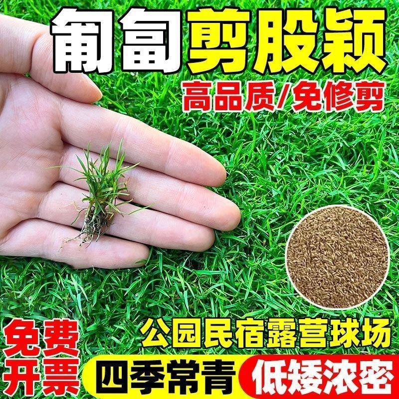 剪股颖种子厂家一手货源批发品质保证价格便宜欢迎咨询