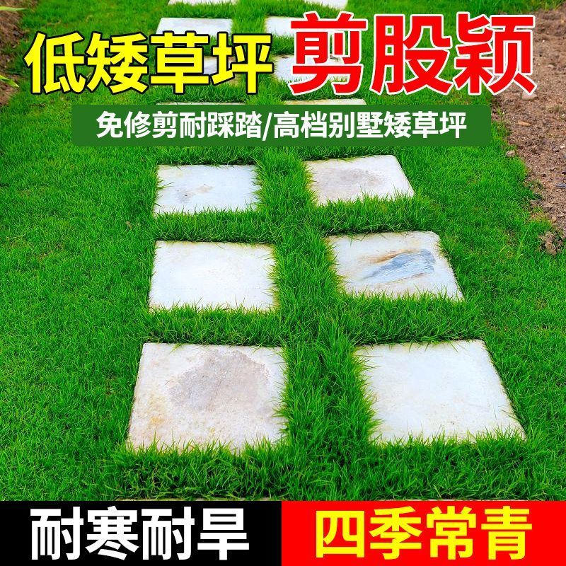剪股颖种子厂家一手货源批发品质保证价格便宜欢迎咨询