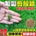 剪股颖种子厂家一手货源批发品质保证价格便宜欢迎咨询