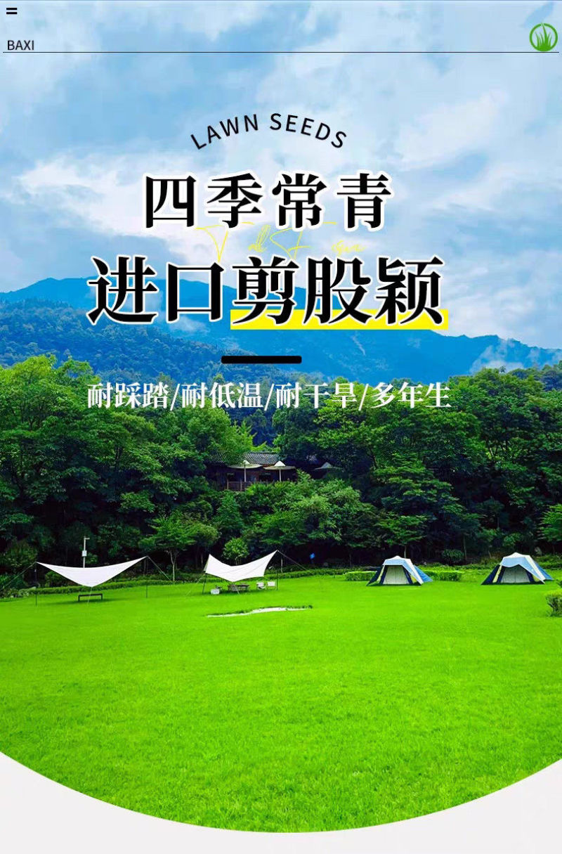 剪股颖种子厂家一手货源批发品质保证价格便宜欢迎咨询