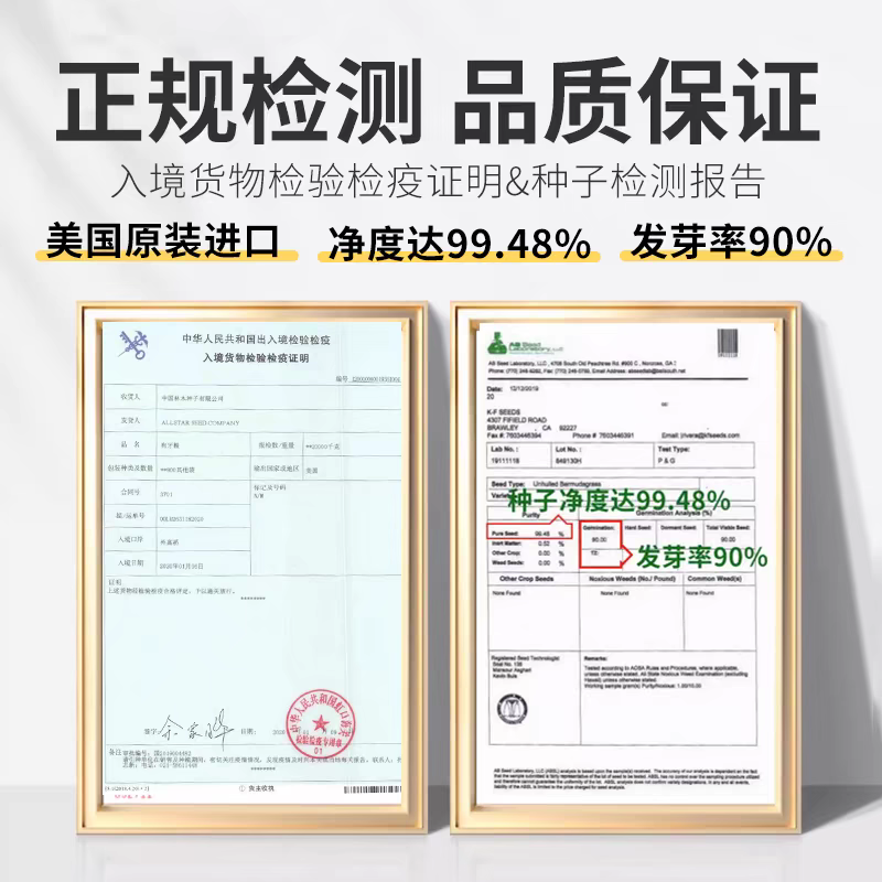剪股颖种子厂家一手货源批发品质保证价格便宜欢迎咨询