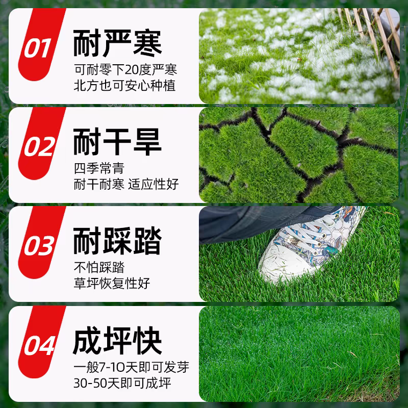 剪股颖种子厂家一手货源批发品质保证价格便宜欢迎咨询