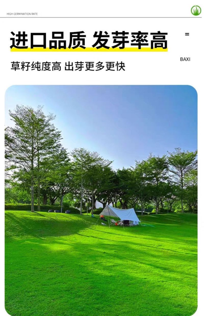 剪股颖种子厂家一手货源批发品质保证价格便宜欢迎咨询
