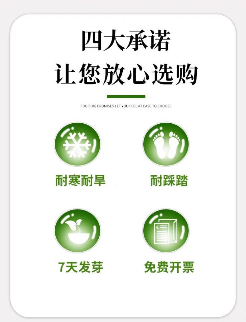剪股颖种子厂家一手货源批发品质保证价格便宜欢迎咨询