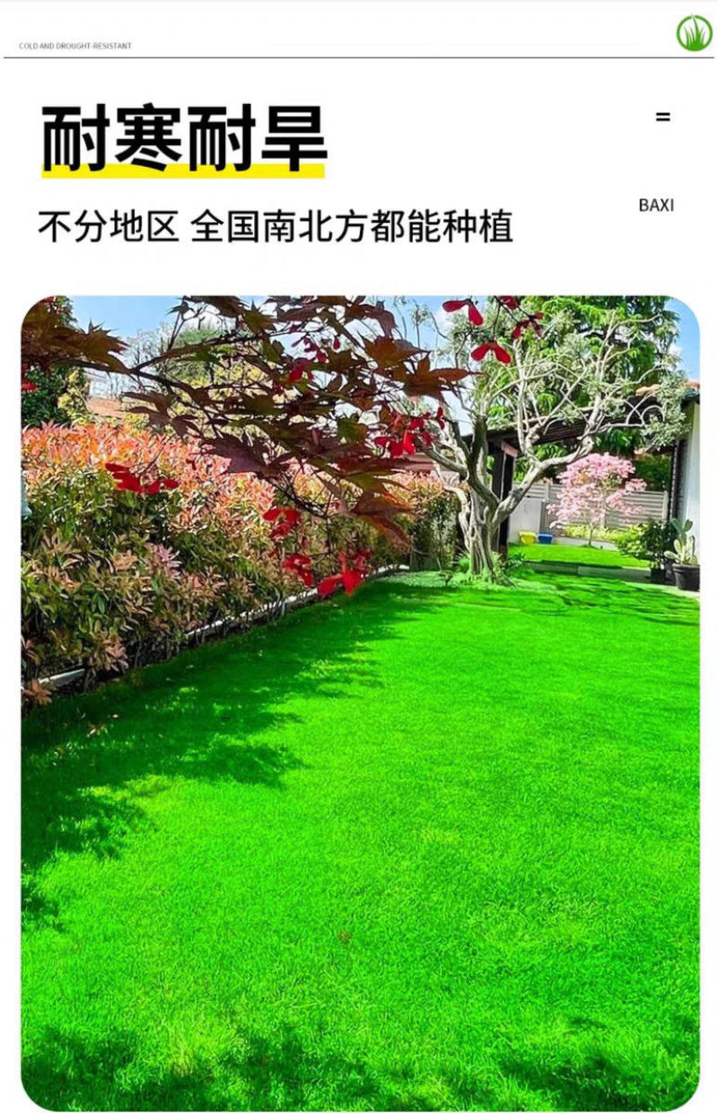 剪股颖种子厂家一手货源批发品质保证价格便宜欢迎咨询