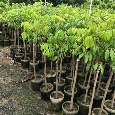冰荔荔枝苗，皮薄肉多肉清甜，广东省普宁市基地直接发货！