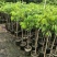 冰荔荔枝苗，皮薄肉多肉清甜，广东省普宁市基地直接发货！