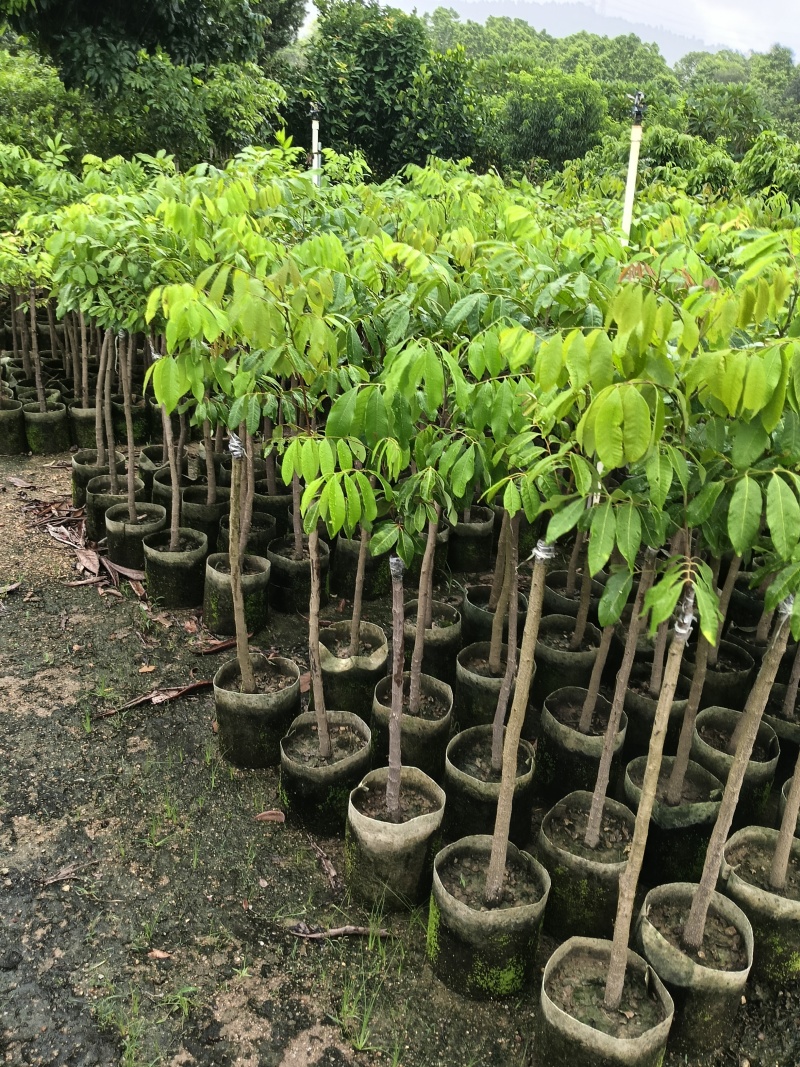 冰荔荔枝苗，皮薄肉多肉清甜，广东省普宁市基地直接发货！