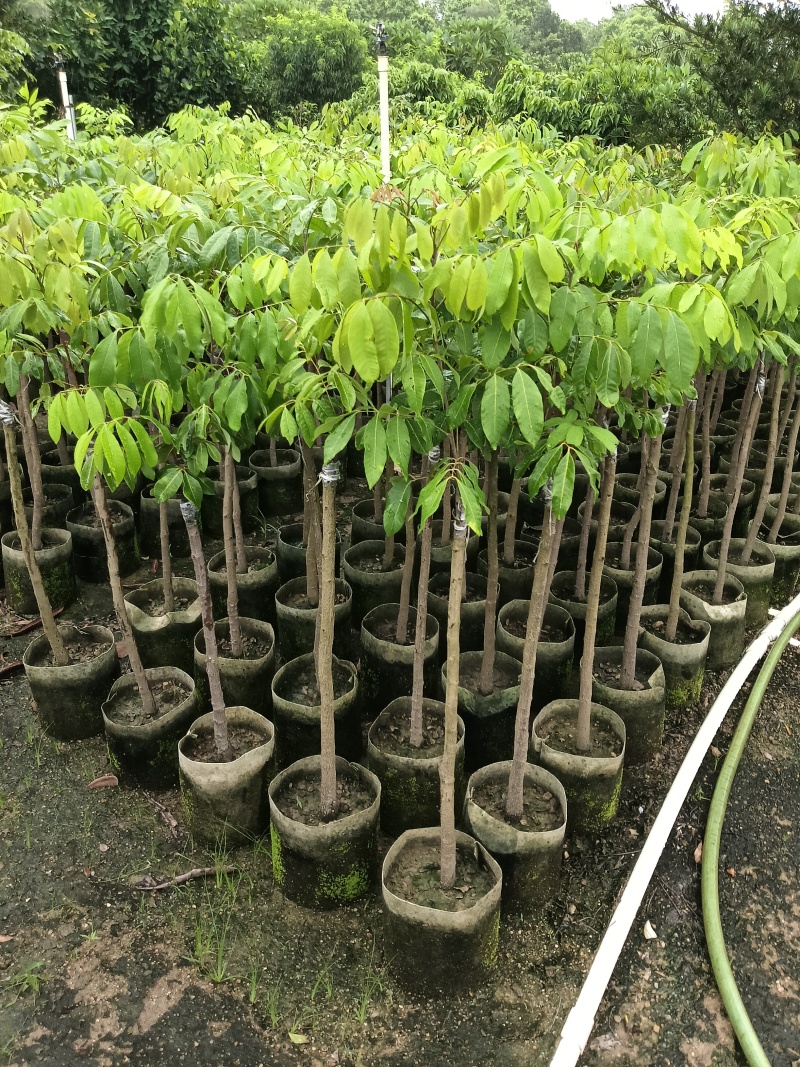 冰荔荔枝苗，皮薄肉多肉清甜，广东省普宁市基地直接发货！