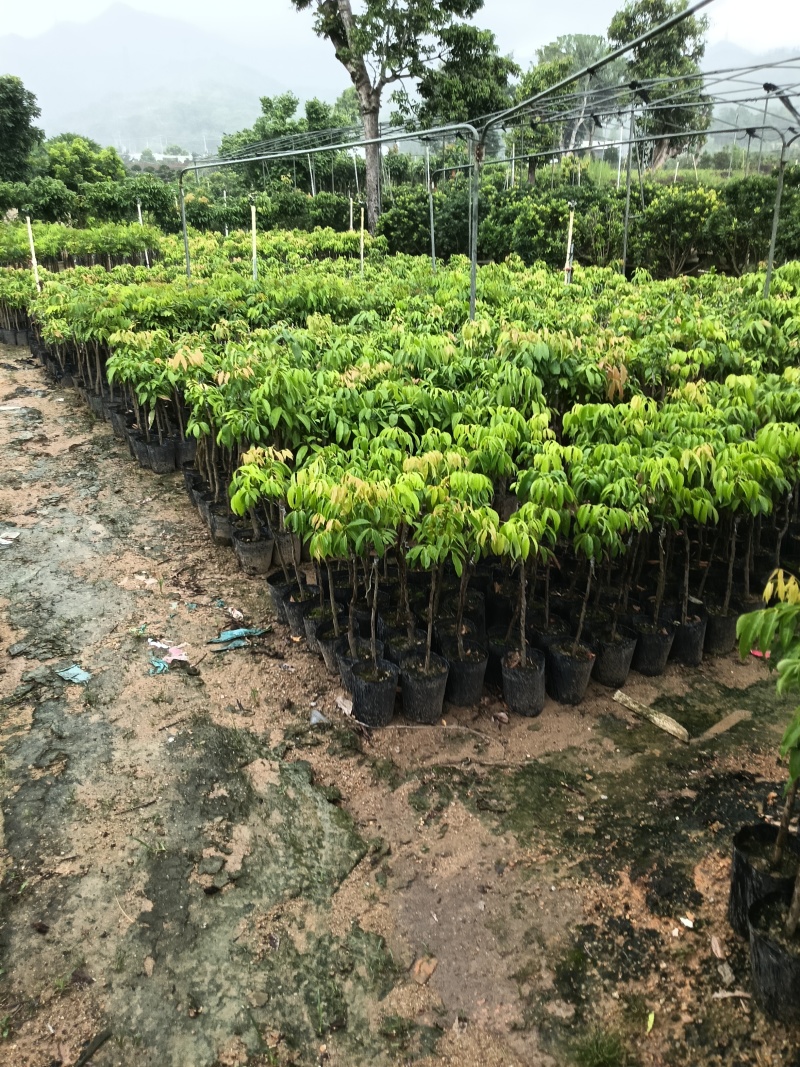 冰荔荔枝苗，皮薄肉多肉清甜，广东省普宁市基地直接发货！