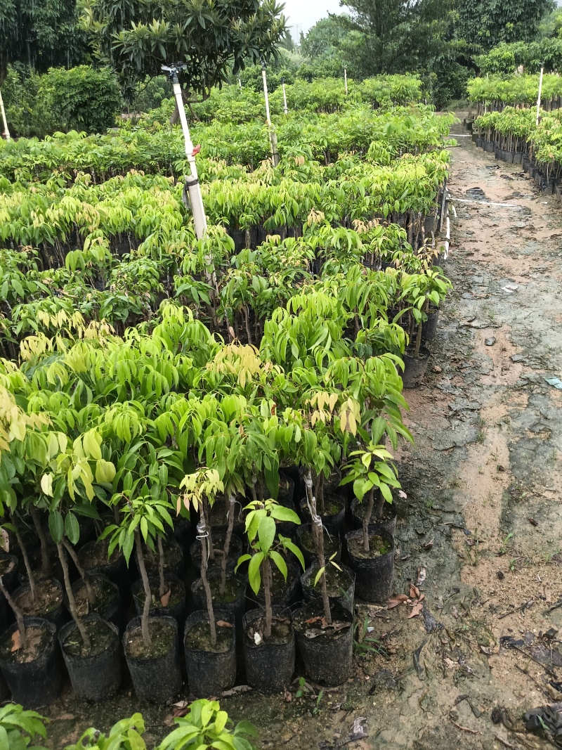冰荔荔枝苗，皮薄肉多肉清甜，广东省普宁市基地直接发货！