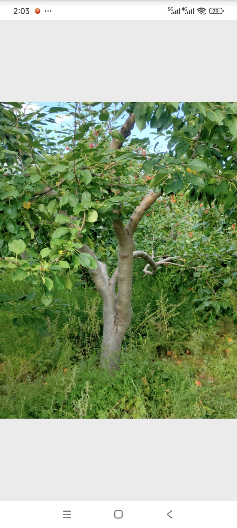 海棠果树，123小苹果，梨树，苹果树