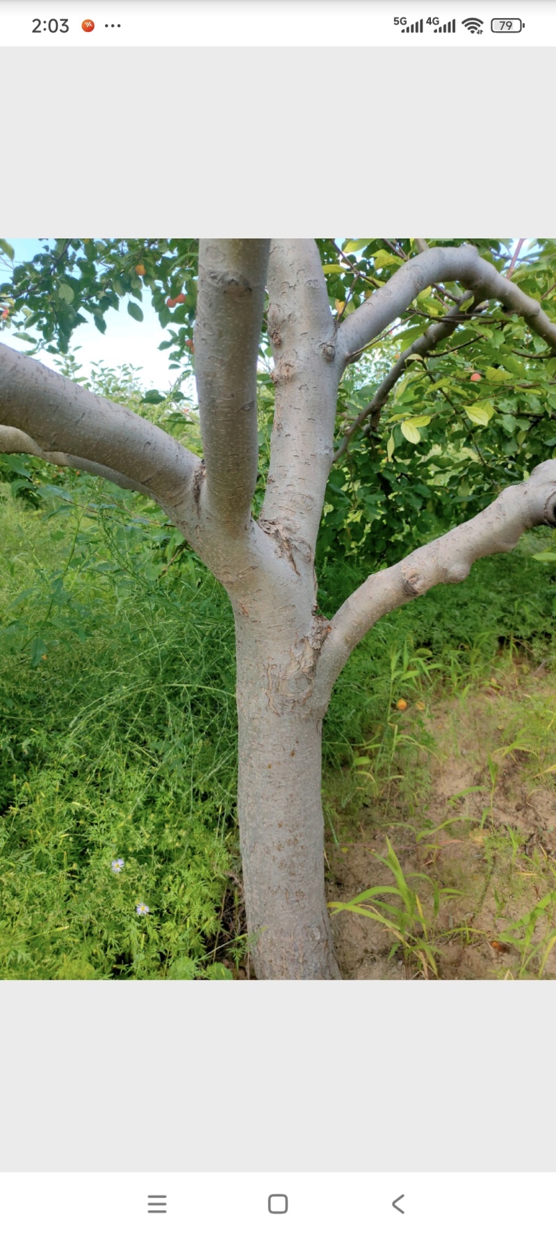 海棠果树，123小苹果，梨树，苹果树