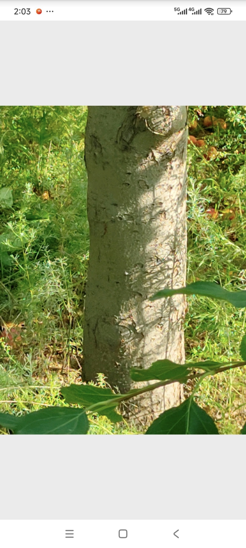 海棠果树，123小苹果，梨树，苹果树