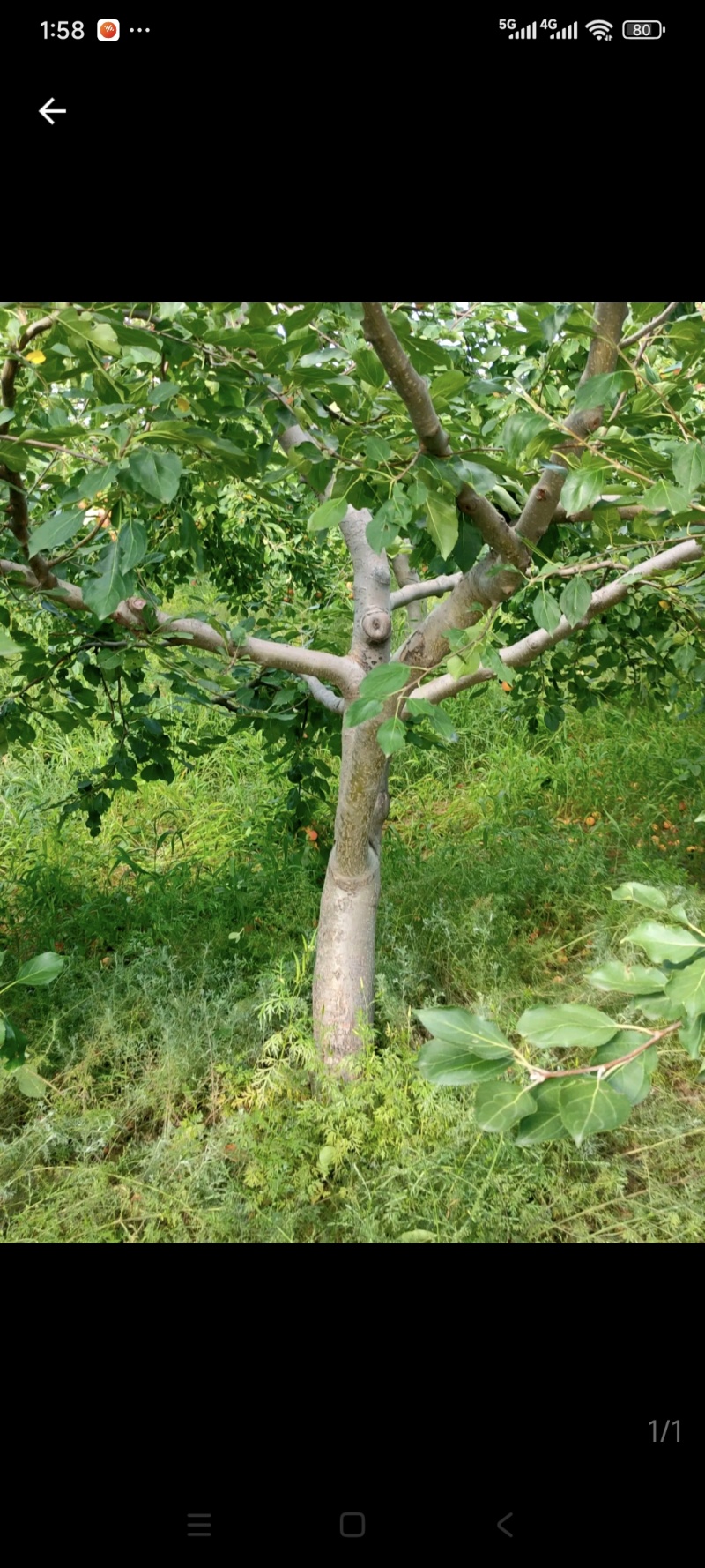海棠果树，123小苹果，梨树，苹果树