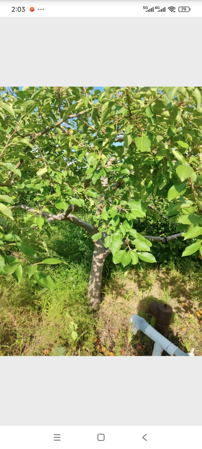 海棠果树，123小苹果，梨树，苹果树