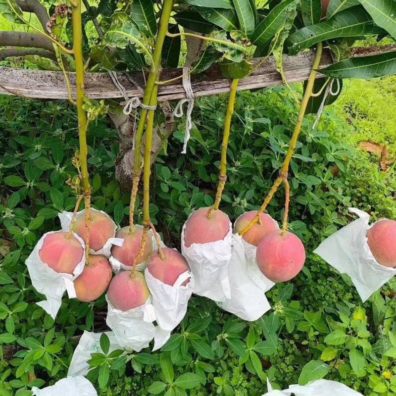 正宗丽江华坪当季新鲜芒果