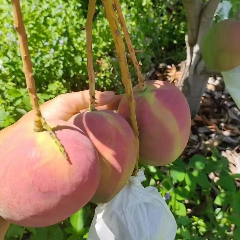 正宗丽江华坪当季新鲜芒果