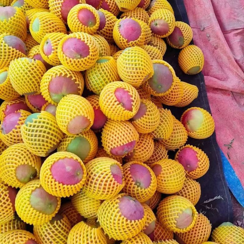 正宗丽江华坪当季新鲜芒果