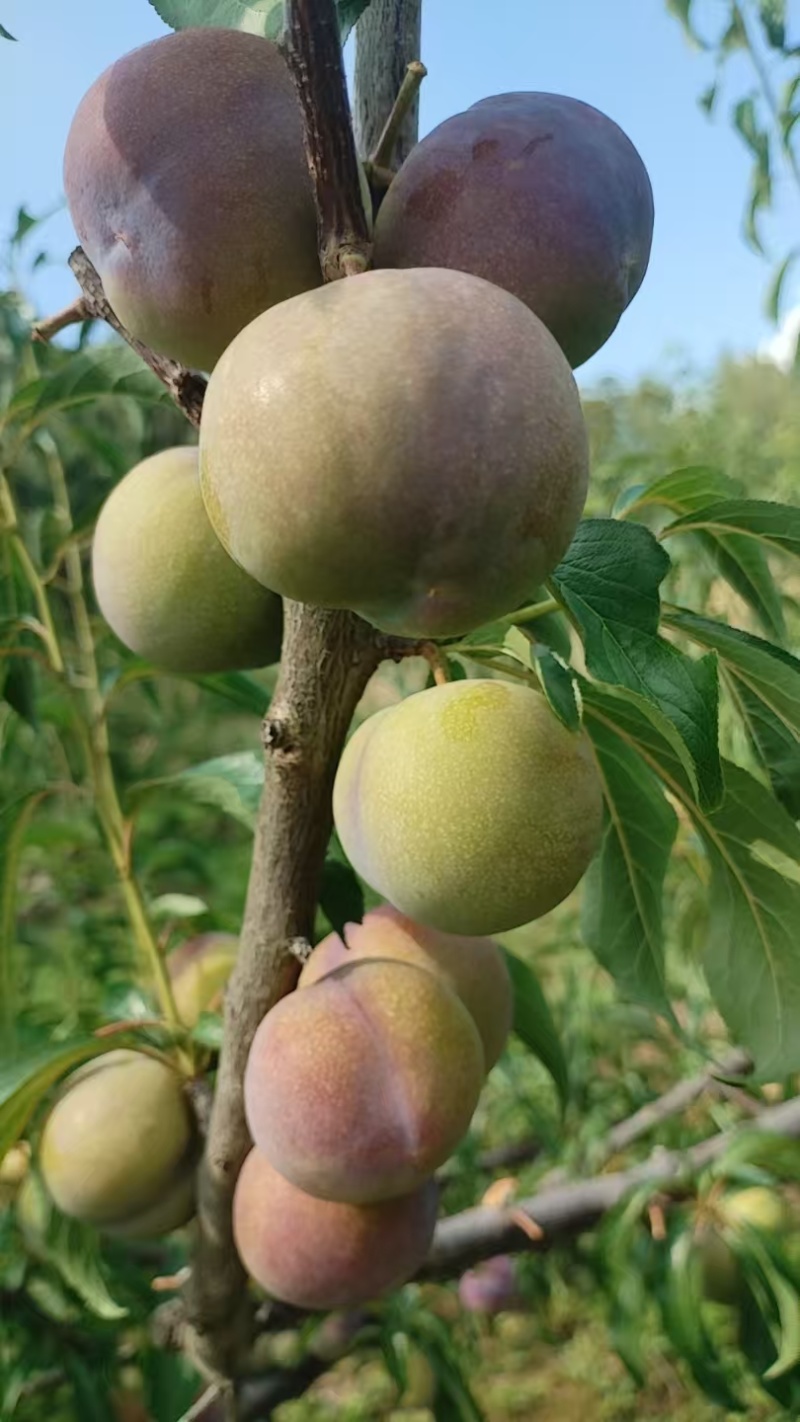 茵红李