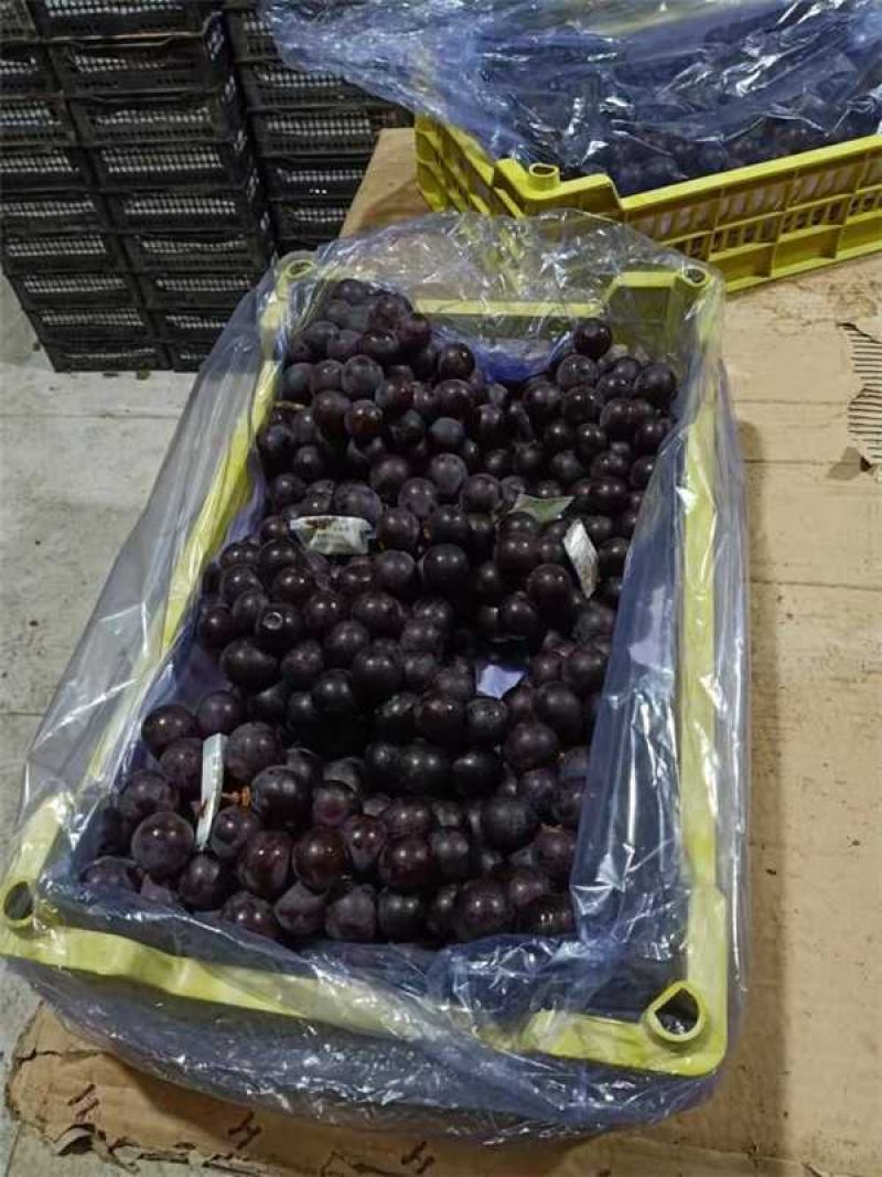 辽宁锦州精品巨峰葡萄产地直发量大从优欢迎随时咨询