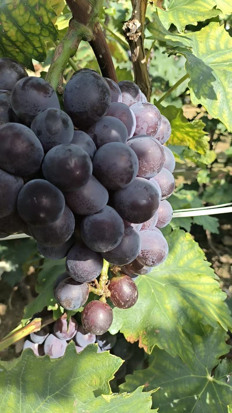 辽宁锦州精品巨峰葡萄产地直发量大从优欢迎随时咨询