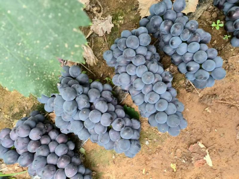 辽宁锦州精品巨峰葡萄产地直发量大从优欢迎随时咨询