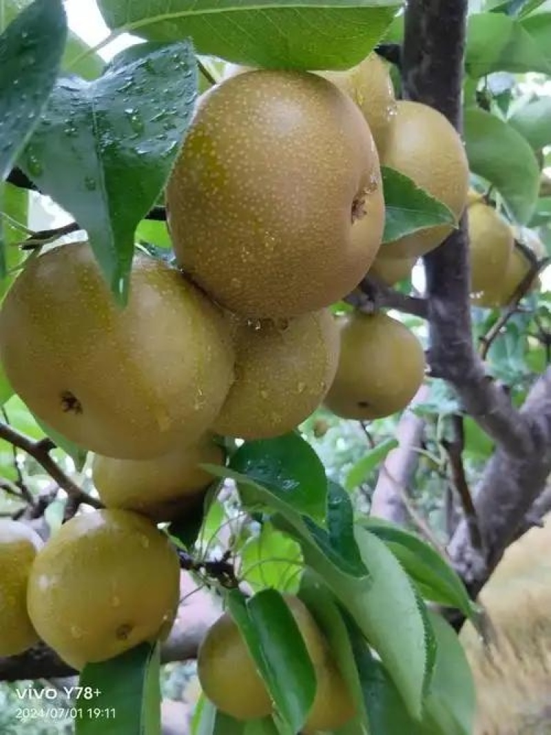 圆黄梨大果