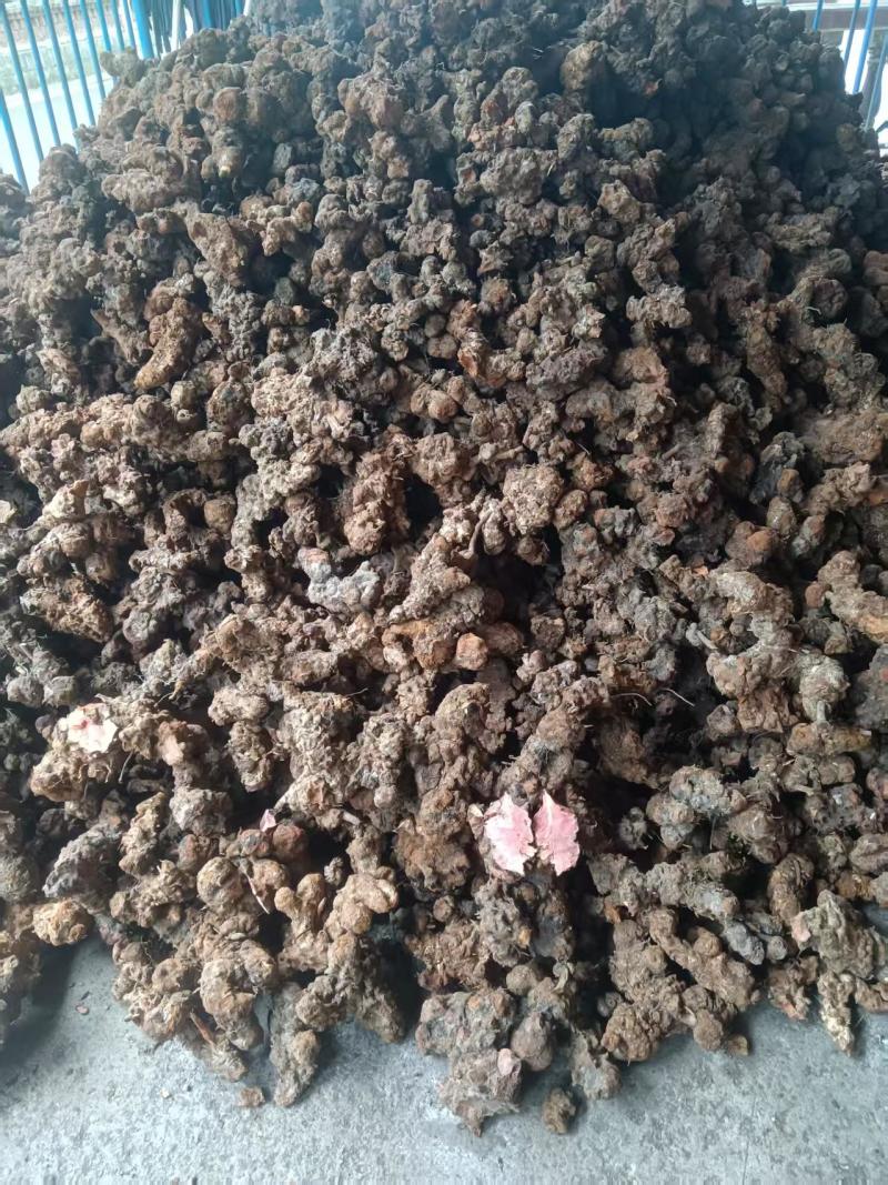 土茯苓贵州野生红肉土茯苓白肉土茯苓鲜货干货视频看货